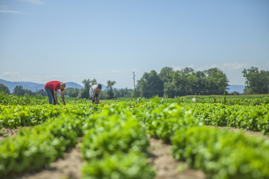 so-many-vegetables-this-field_181624-18619