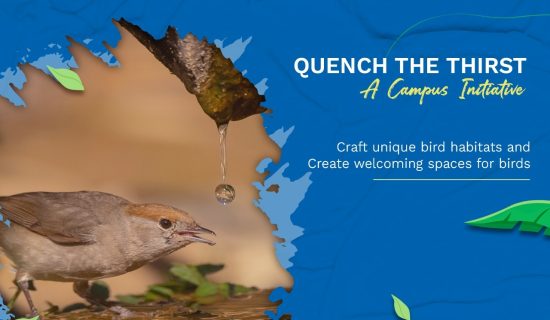 bird conservation initiative, Quench the Thirst campaign, Dr. Subhash University, best private university in Gujarat, environmental awareness, bird-friendly campus, sustainable campus initiatives, bird baths and feeders, eco-friendly university, biodiversity conservation, student environmental projects, nature protection, urban bird habitats, bird shelter project, campus sustainability, wildlife conservation, responsible education, green campus initiatives, university social responsibility